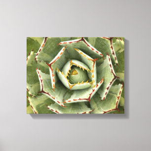 Foto van Agave 'Cream Spike' Canvas Afdruk
