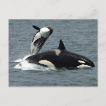 Foto van Alaska Killer Whale