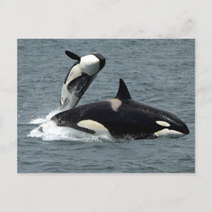 Foto van Alaska Killer Whale Briefkaart