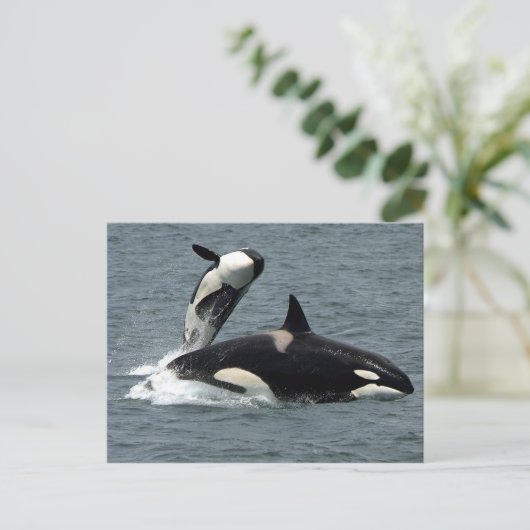 Foto van Alaska Killer Whale Briefkaart (Staand voorkant)