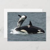 Foto van Alaska Killer Whale Briefkaart (Voorkant / Achterkant)