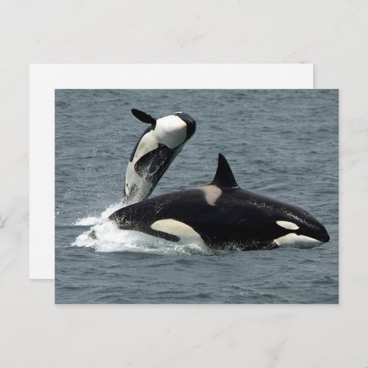 Foto van Alaska Killer Whale Briefkaart (Voorkant / Achterkant)