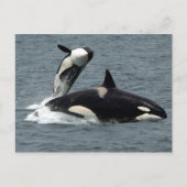 Foto van Alaska Killer Whale Briefkaart (Voorkant)