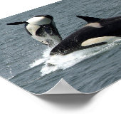 Foto van Alaska Killer Whale Poster (Hoek)