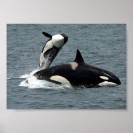 Foto van Alaska Killer Whale Poster