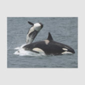Foto van Alaska Killer Whales Tissuepapier (Voorkant)