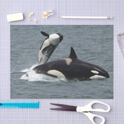 Foto van Alaska Killer Whales Tissuepapier