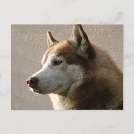 Foto van Alaskan Malamute Dog Briefkaart (Voorkant)