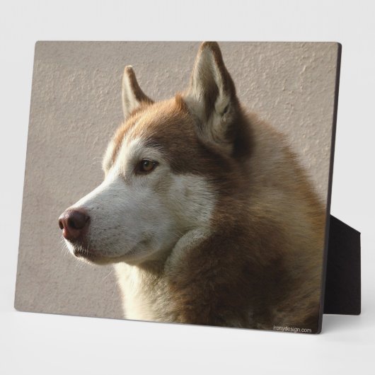 Foto van Alaskan Malamute Dog Fotoplaat (Zijkant)