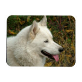 Foto van Alaskan Malamute Dog Magneet (Horizontaal)