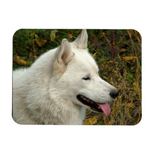 Foto van Alaskan Malamute Dog Magneet