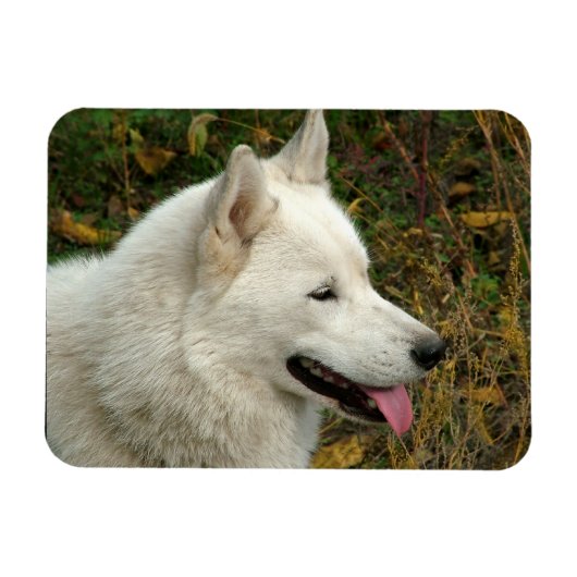Foto van Alaskan Malamute Dog Magneet (Horizontaal)