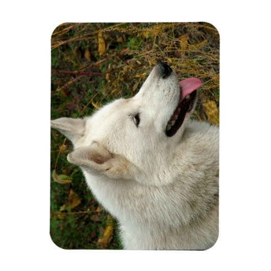 Foto van Alaskan Malamute Dog Magneet (Verticaal)