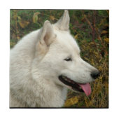 Foto van Alaskan Malamute Dog Tegeltje (Voorkant)