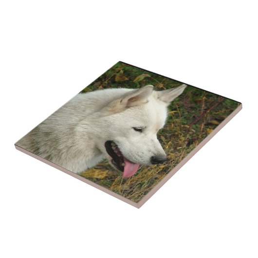 Foto van Alaskan Malamute Dog Tegeltje (Zijkant)