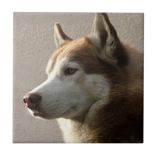 Foto van Alaskan Malamute Dog Tegeltje (Voorkant)