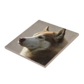 Foto van Alaskan Malamute Dog Tegeltje (Zijkant)