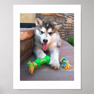 Foto van Alaskan Malamute Puppy en Touw Speeltje Poster