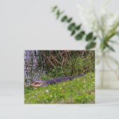 Foto van Alligator Florida Wetlands Briefkaart (Staand voorkant)