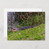 Foto van Alligator Florida Wetlands Briefkaart (Voorkant / Achterkant)