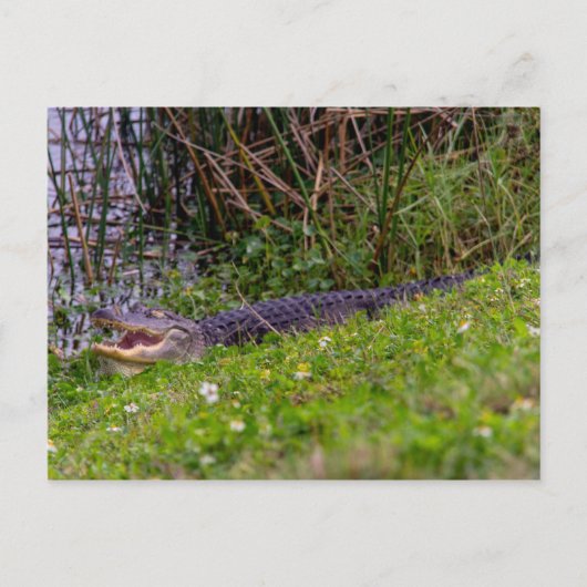 Foto van Alligator Florida Wetlands Briefkaart (Voorkant)