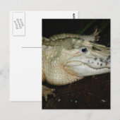 Foto van Alligator White Albino, Afbeelding gator Briefkaart (Voorkant / Achterkant)