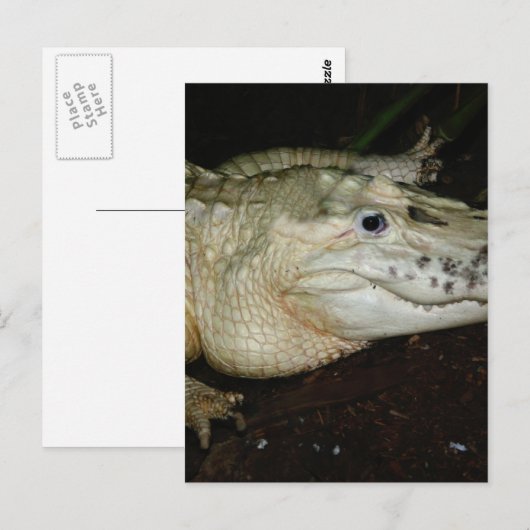 Foto van Alligator White Albino, Afbeelding gator Briefkaart (Voorkant / Achterkant)