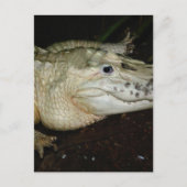 Foto van Alligator White Albino, Afbeelding gator Briefkaart (Voorkant)