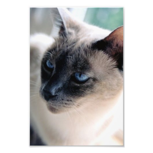 Foto van Aloof Siamese Cat Print Foto Afdruk (Voorkant)