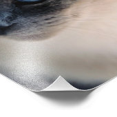 Foto van Aloof Siamese Cat Print Foto Afdruk (Hoek)