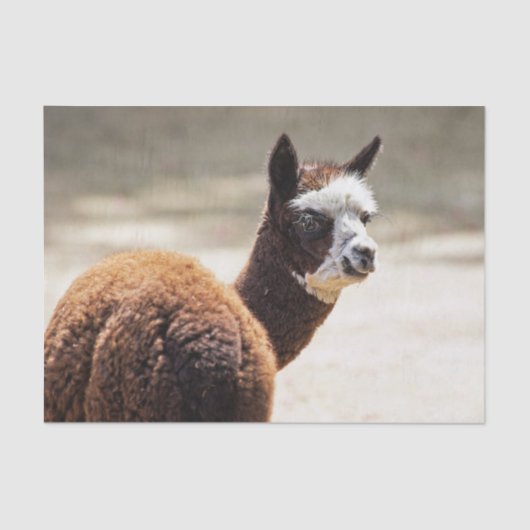 Foto van Alpaca Brown en White Animal Tissuepapier (Voorkant)