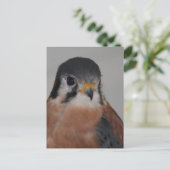 Foto van American kestrel Bird Briefkaart (Staand voorkant)