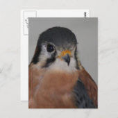 Foto van American kestrel Bird Briefkaart (Voorkant / Achterkant)