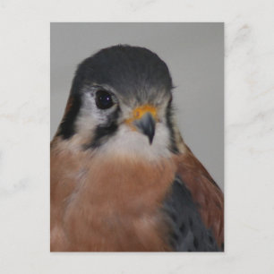 Foto van American kestrel Bird Briefkaart
