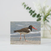 Foto van American Oystercatcher Briefkaart (Staand voorkant)
