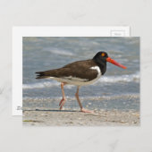 Foto van American Oystercatcher Briefkaart (Voorkant / Achterkant)