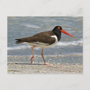Foto van American Oystercatcher Briefkaart