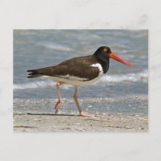Foto van American Oystercatcher Briefkaart (Voorkant)