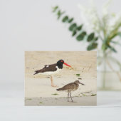 Foto van American Oystercatchers Briefkaart (Staand voorkant)
