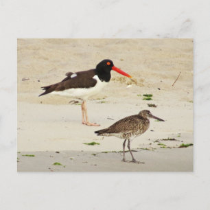 Foto van American Oystercatchers Briefkaart
