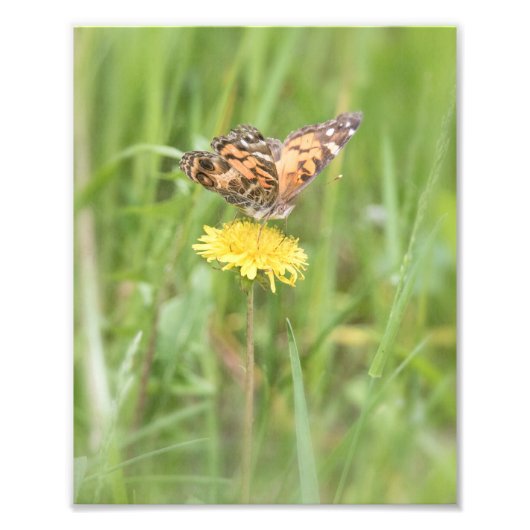 Foto van American Painted Lady Butterfly Afdruk (Voorkant)