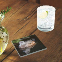 Foto van American Widgeon Wildlife