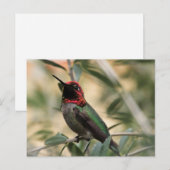 Foto van Anna's kolibrie Briefkaart (Voorkant / Achterkant)