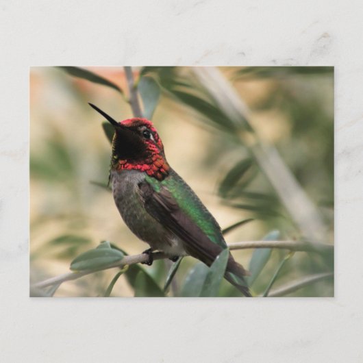 Foto van Anna's kolibrie Briefkaart (Voorkant)