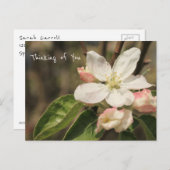 Foto van Apple Blossoms in Sun: "Thinking of You" Briefkaart (Voorkant / Achterkant)