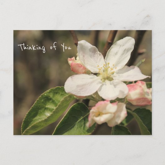 Foto van Apple Blossoms in Sun: "Thinking of You" Briefkaart (Voorkant)