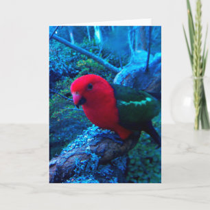 Foto van Australian King Parrot, blanco kaart. Kaart