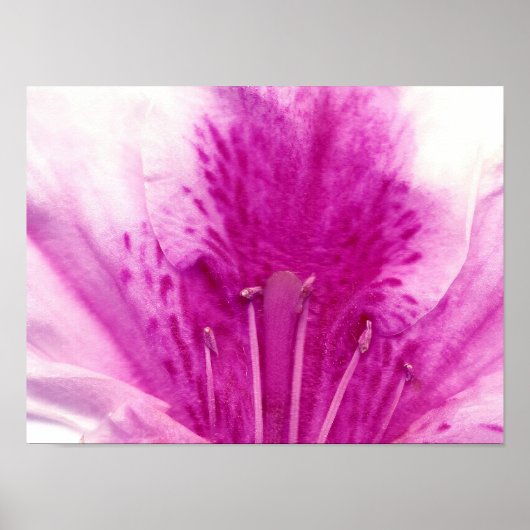Foto van Azalea Flower Fine Art Poster (Voorkant)