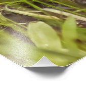 Foto van baby Gosling Square Foto Afdruk (Hoek)