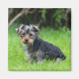 Foto van baby yorkie puppy droevige ogen magneet